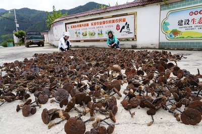 榕江:發展林下經濟 &ldquo;芝&rdquo;起致富&ldquo;祥云&rdquo;