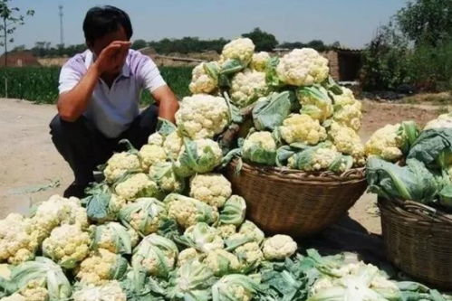 農產品滯銷別怕,國家發補貼啦 最高可補34萬,快看看你能領多少