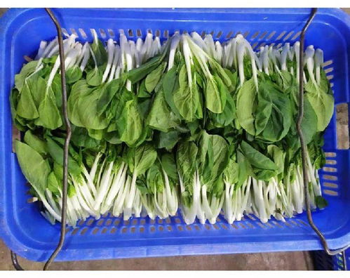 長安增田工廠蔬菜配送廠家批發(fā)松崗溪頭