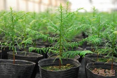 廠家批發營養缽、營養杯、育苗盆、種植袋，苗木蔬菜花卉專用產品介紹