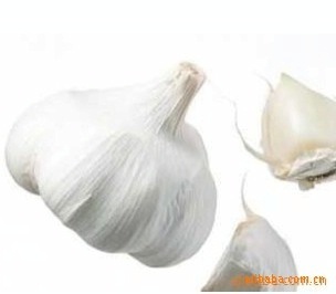 順旺農產品 優質大蒜供應商，滿足您的多樣化需求