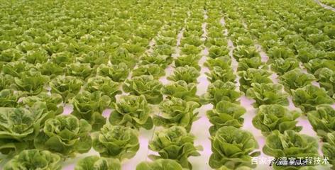 現(xiàn)代無土栽培技術之浮板水培技術蔬菜生產