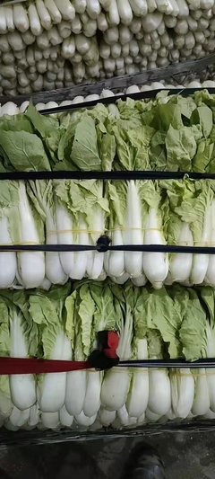 廈令贏蔬菜配送 福田區(qū)梅林工廠的優(yōu)質蔬菜供應商