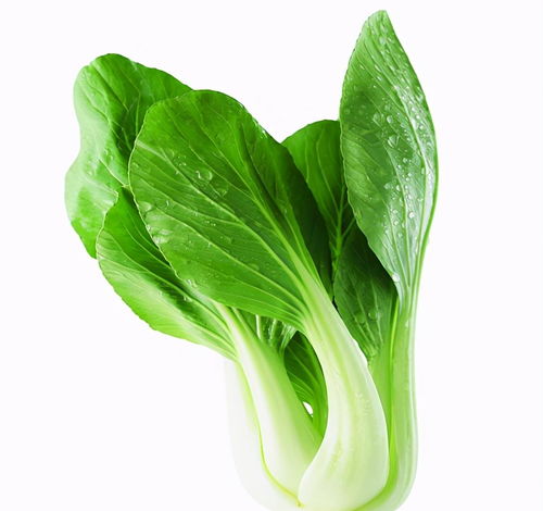 春雨潤新綠 淺談春雨后蔬菜的營養價值與美味